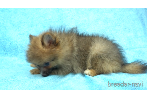 成約済の東京都のポメラニアン-154175の3枚目